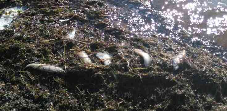 В озере Шакша - массовый выброс рыбы на берег