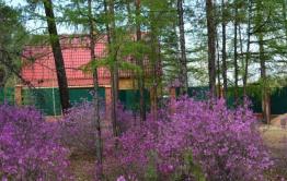 Жители Карповки-7 против выделения участков под ДВ гектар в Сосновом Бору