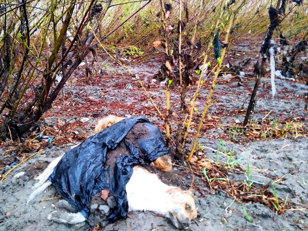 В селе Смоленка жестоко ликвидировали бродячих собак