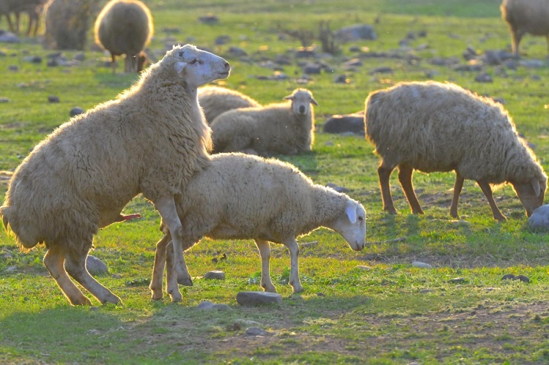 ​Случная кампания началась в Забайкалье: овцы вошли в случку упитанными