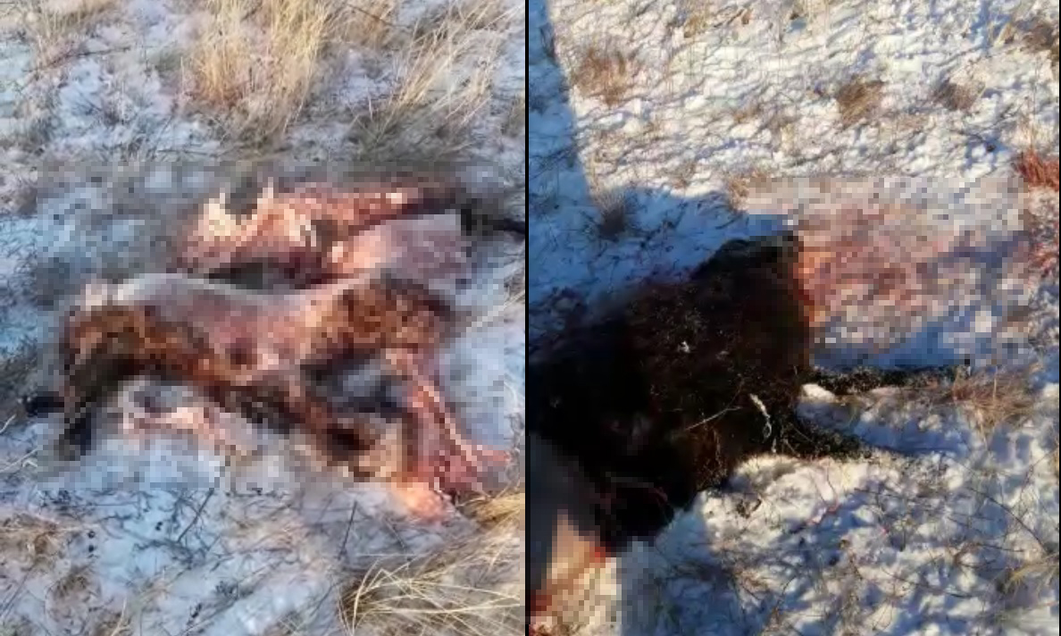 Волки вновь атаковали чабанскую стоянку в Забайкалье (видео, шок-контент)