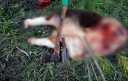 В Агинском районе задержаны две женщины-скотокрадки