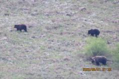 В этом году много медведей появилось на территории Кыринского района. 1 июня удалось заснять медведицу с двумя пестунами. Фото  - сотрудник Сохондинского заповедника Иван Белов