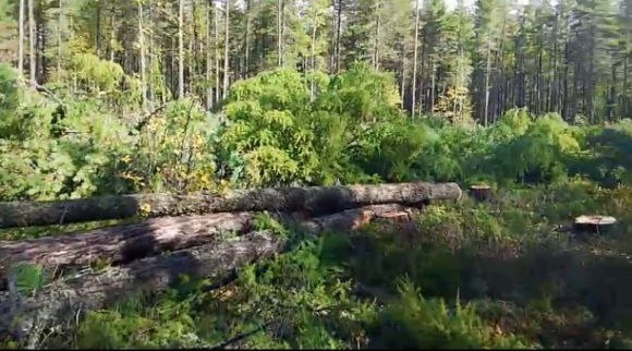 Китайцы вырубают краснокнижный кедрач в Красночикойском районе (видео)