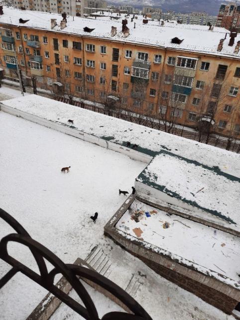 Бездомные собаки нападают на жильцов дома по Токмакова в Чите