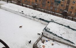 Бездомные собаки нападают на жильцов дома по Токмакова в Чите