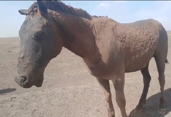 Видеофакт: Едва уцелевший в пожаре конь