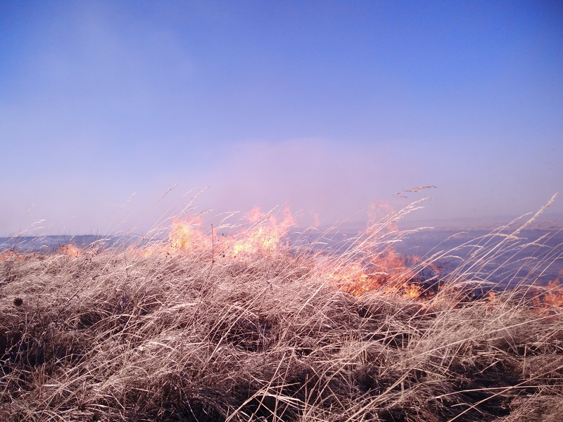 ​Лесному фонду в Забайкалье удалось возместить ущерб в 2 миллиона рублей из-за пожаров по вине человека