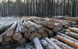 Предприниматель незаконно нарубил лес на 4,3 млн рублей в Красночикойском районе