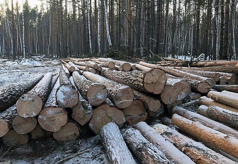 Предприниматель незаконно нарубил лес на 4,3 млн рублей в Красночикойском районе