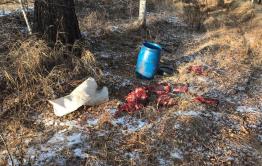 В Забайкалье браконьеров нет. Все просто водку пьют в тайге (оперативная съемка)