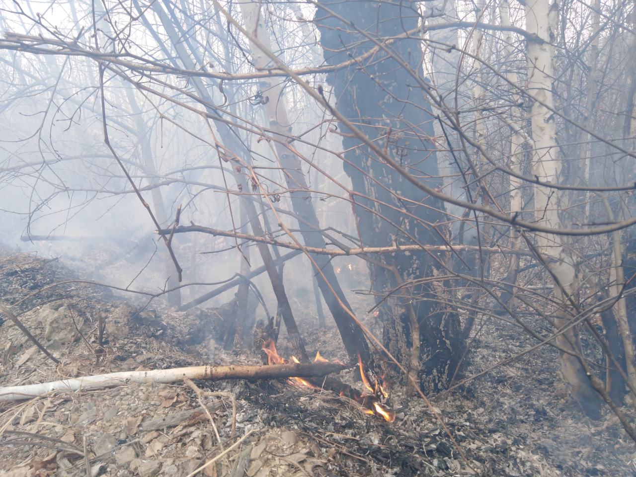 ​Пожар в Карымском районе грозит уничтожить березовую рощу