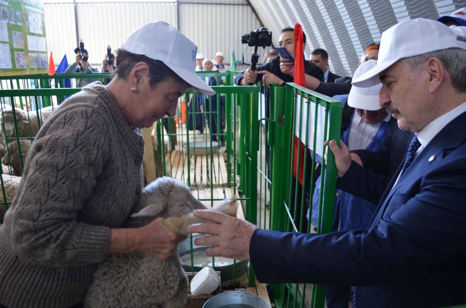 ​Приаргунский племзавод «Дружба» получил первый приз выставки овец в Бурятии
