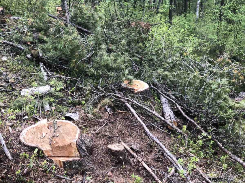 Квадрокоптеры помогут выявлять незаконные рубки леса в Забайкалье