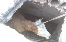 Жители Чинданта продолжают вытаскивать скот из пепелищ