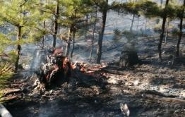 Семь лесных пожаров ликвидировали за сутки в Забайкалье