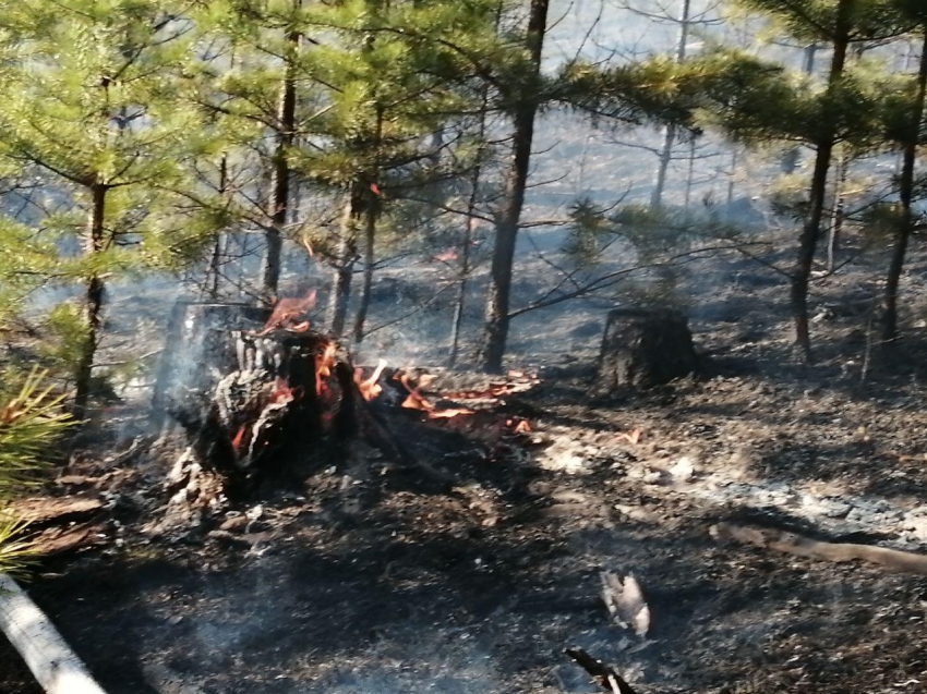 Семь лесных пожаров ликвидировали за сутки в Забайкалье