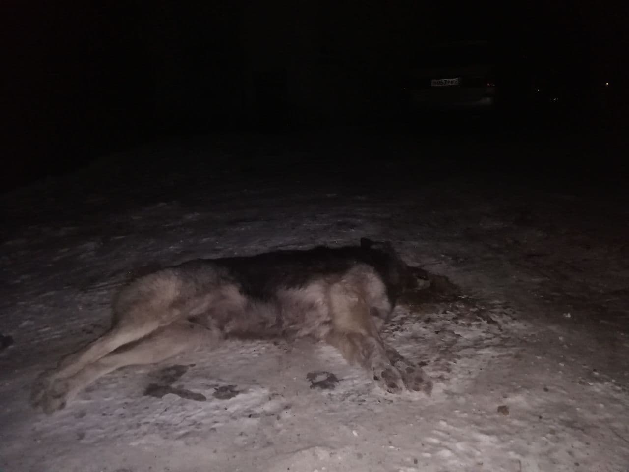 Тело отравленной собаки нашли в одном из дворов Читы