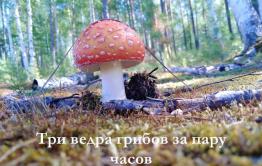 ​Три ведра грибов за пару часов в Чите — видеосюжет «Вечорки»