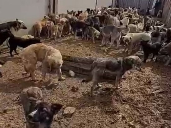 Прокуратура проверит информацию о поедающих друг друга собак в читинской колонии