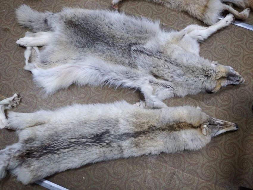 Волки нападают на домашних животных в Сретенском районе 
