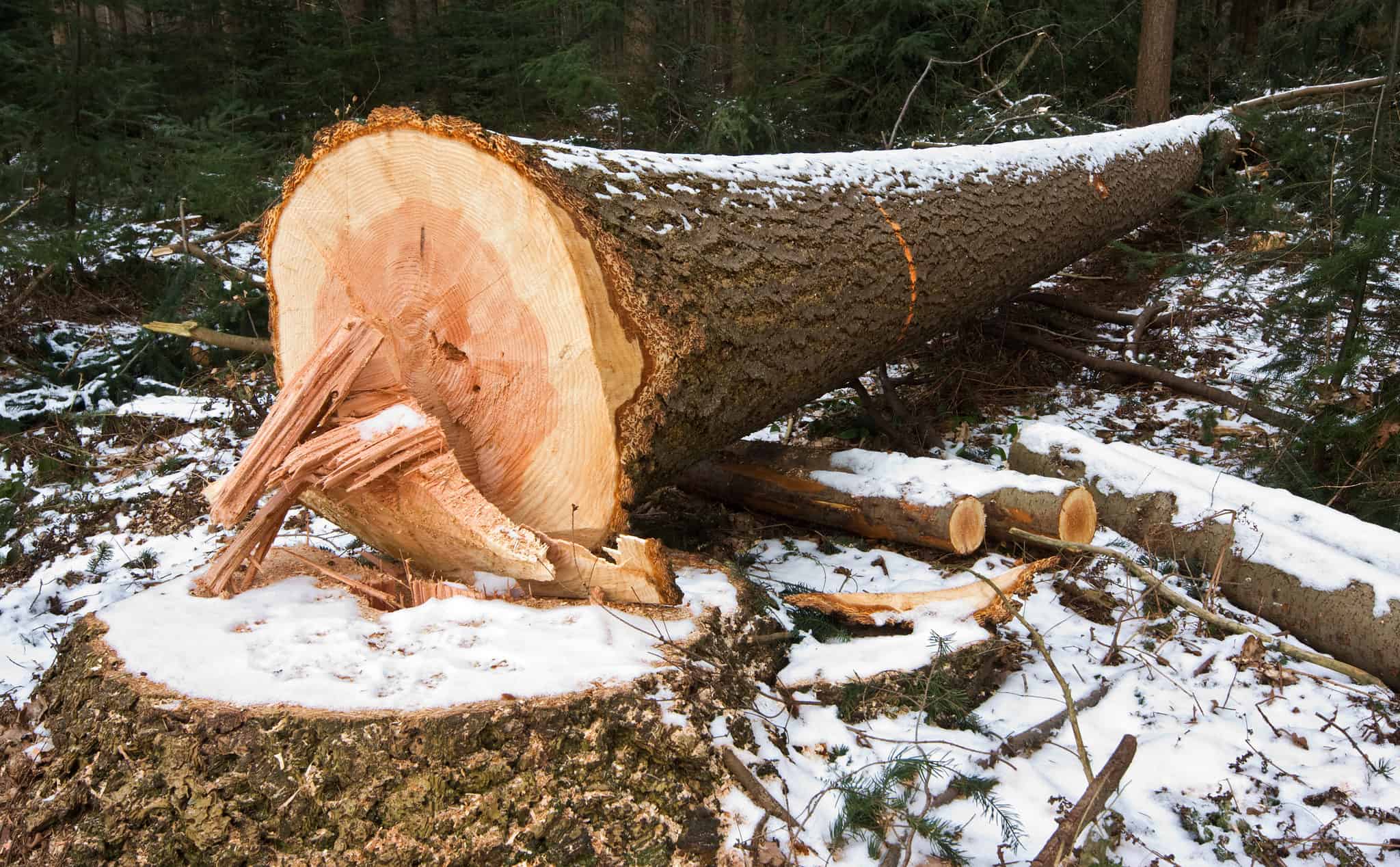 Деревья срубили за перинатальным центром в Чите