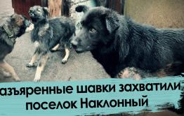 Собаки захватили поселок под Читой