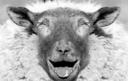 Ребятам о зверятах: Овца стала фигурантом преступления в селе Новоцурухайтуй Приаргунского района