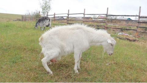 В Хилке собаки напали на Зину и порвали ей половые органы