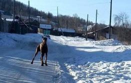 Доберман напал на подростка в посёлке Вершино-Дарасунский в Забайкалье