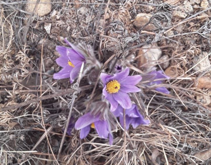 Подснежники (или, если вам нравится, ургульки) расцвели под Читой. Все-таки весна!  Фото читателей "Вечорки".