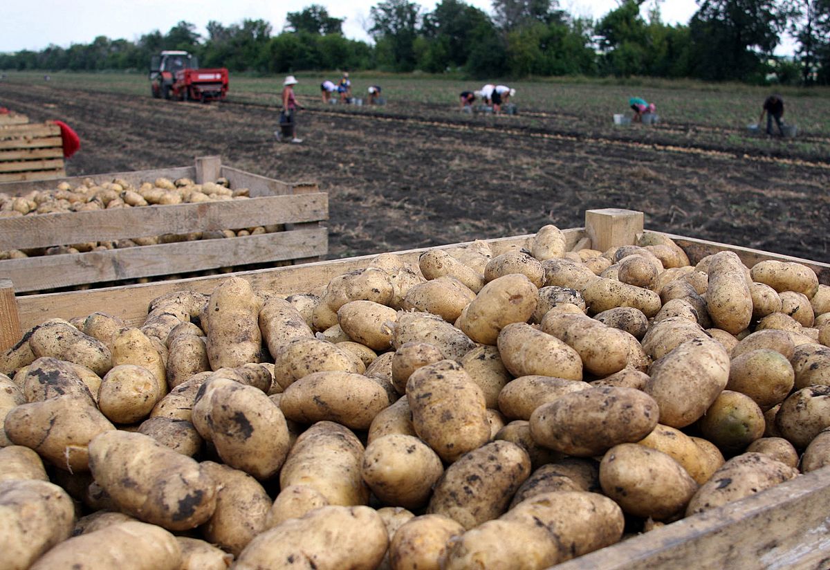 Картофель подорожал почти на 8% за неделю в Забайкалье