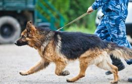 Полицейские и пес Шигер задержали мужчину с наркотиками в Чите