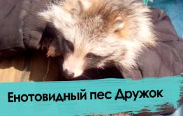Дикую енотовидную собаку обнаружил на прошлой неделе у себя под забором читатель «Вечорки»