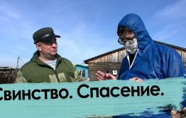 Свиной вопрос. Фермер ответил за все. Африканская чума бушует в Чите.