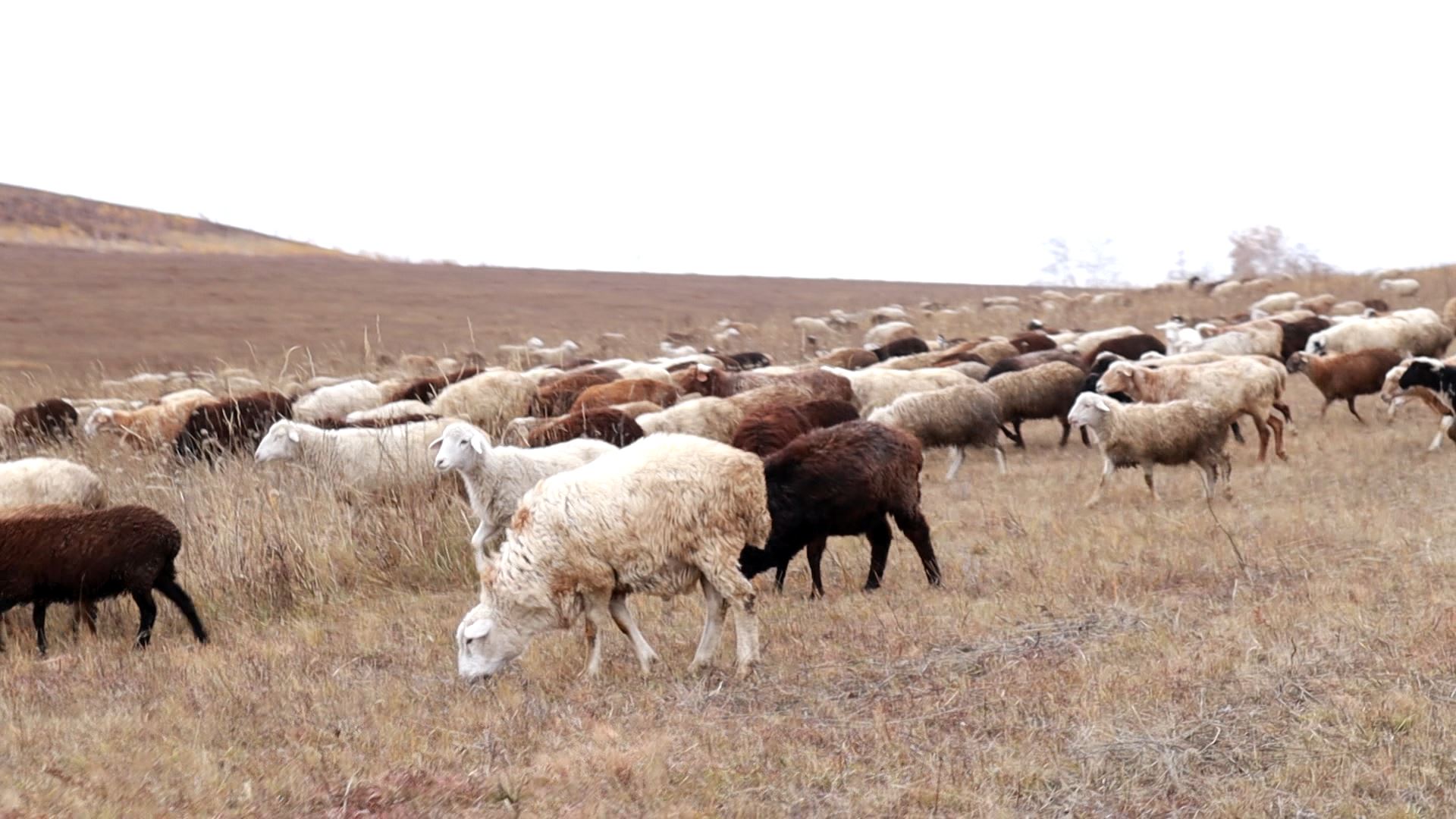 Забайкальским сельхозпроизводителям предоставят товарный заём для покупки баранов