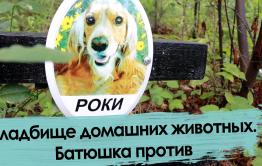 Кладбище домашних животных. Чита.