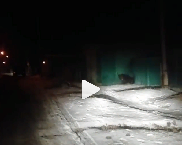По Читинским улицам гуляет медведь (видео)