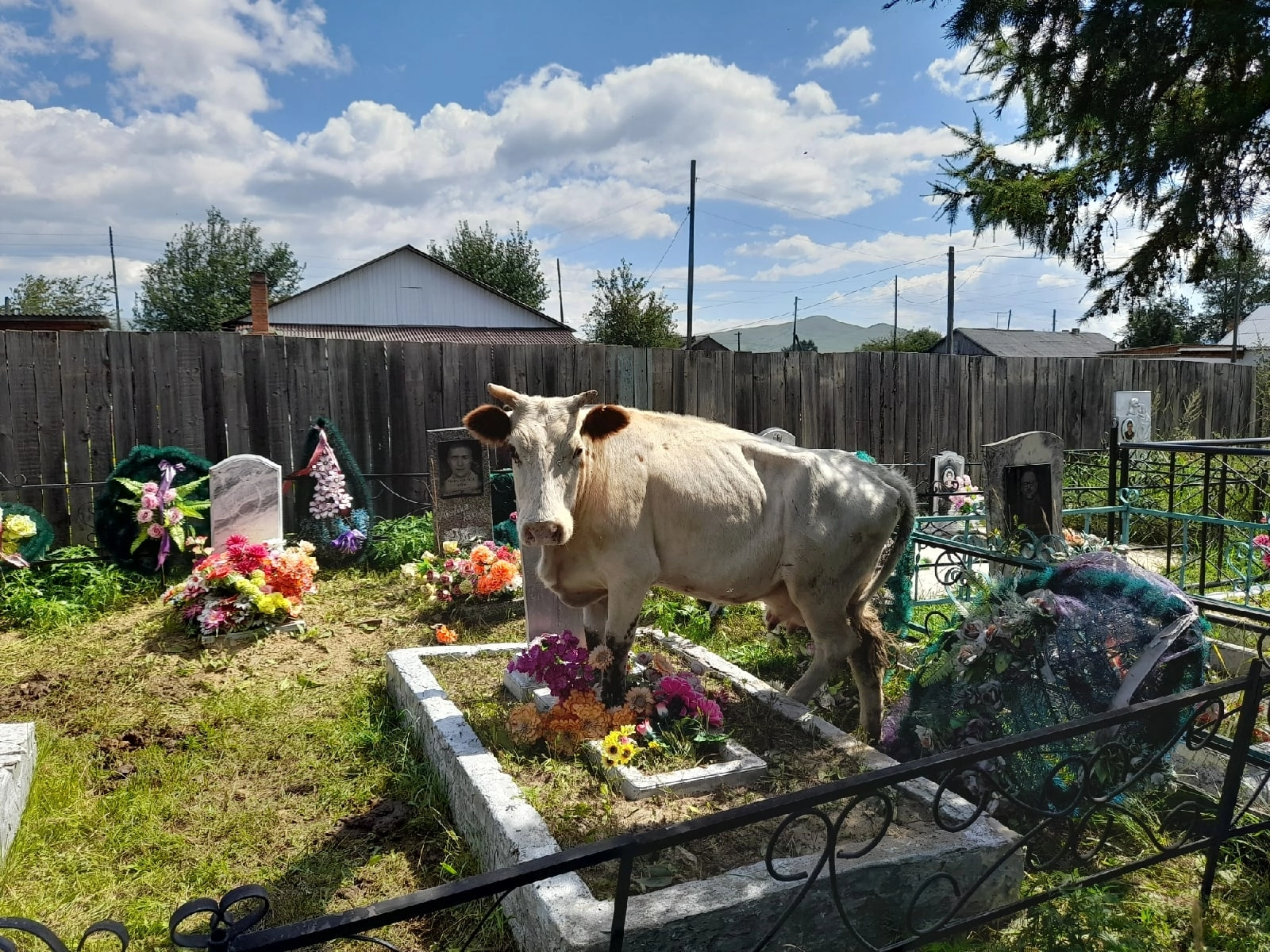 Корова в Кыре боится отойти от могил на юго-восточном кладбище. 14 августа 2022 год