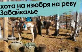 Вечорка ТВ: Охота на изюбря на реву в Забайкалье