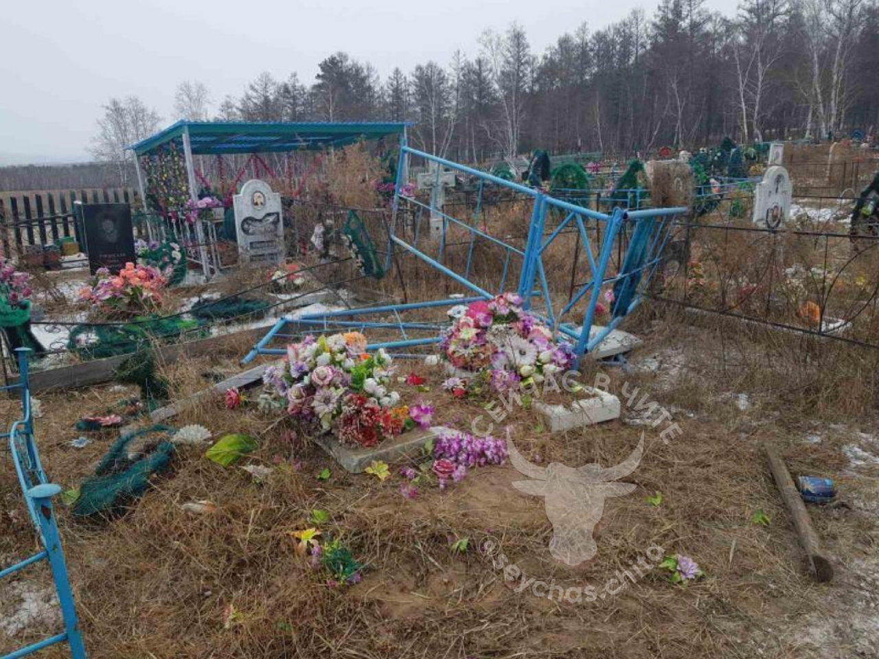 Коровы разрушили могилы на кладбище в селе Забайкалья