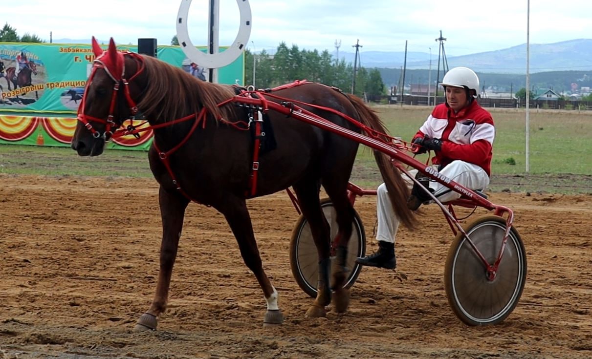В скачках победил конь Хитрец, а его не участвующий в скачках соплеменник стоит 200 рублей за килограмм