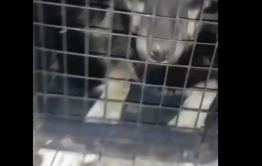 Собаку, которая покусала девочку в одном из районов Читы, выловили вместе с другими животными 