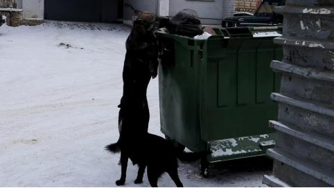 Доследственную проверку начали по сообщениям СМИ о нападении бездомных собак в Читинском районе