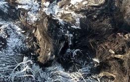 В Забайкалье больных животных дешевле сжигать на покрышках, чем в специальных крематорах