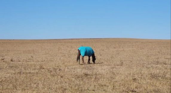 Тот самый конь в пальто. Гуляет себе по Монгольской степи