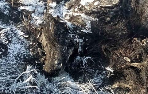 Более 200 голов скота было сожжено в Приаргунском районе из-за ящура