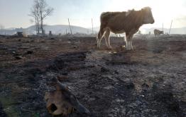 Жители пострадавшего от степных пожаров в 2019 году забайкальского села пожаловались на никем не восстановленное кладбище