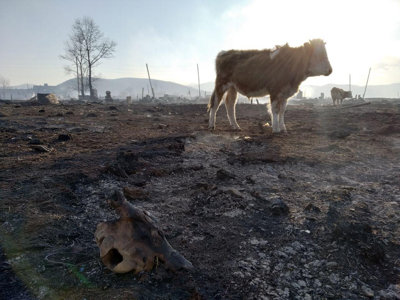 Жители пострадавшего от степных пожаров в 2019 году забайкальского села пожаловались на никем не восстановленное кладбище