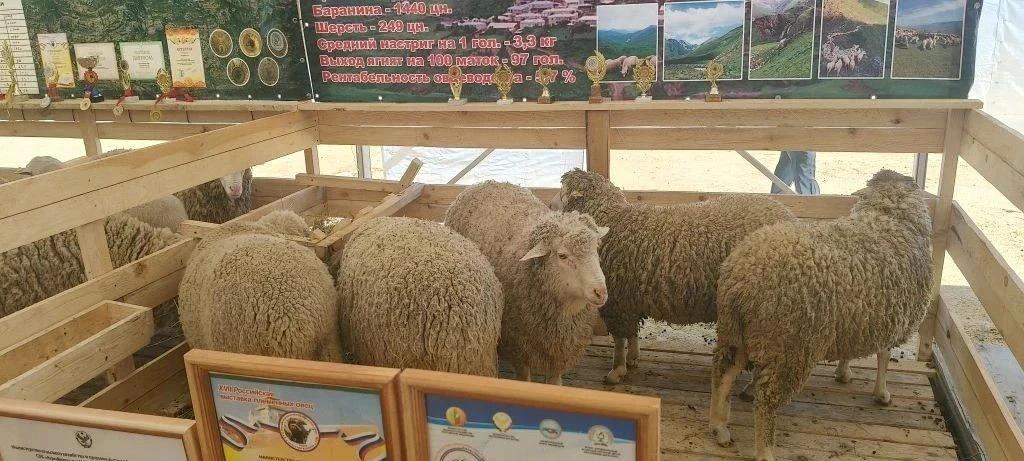 И бараны, и олени, и амурские… осетры. (Продолжение) 